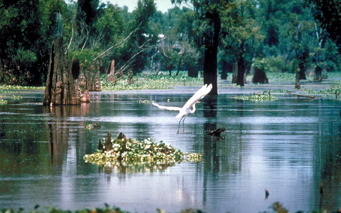 Atchafalaya River Basin