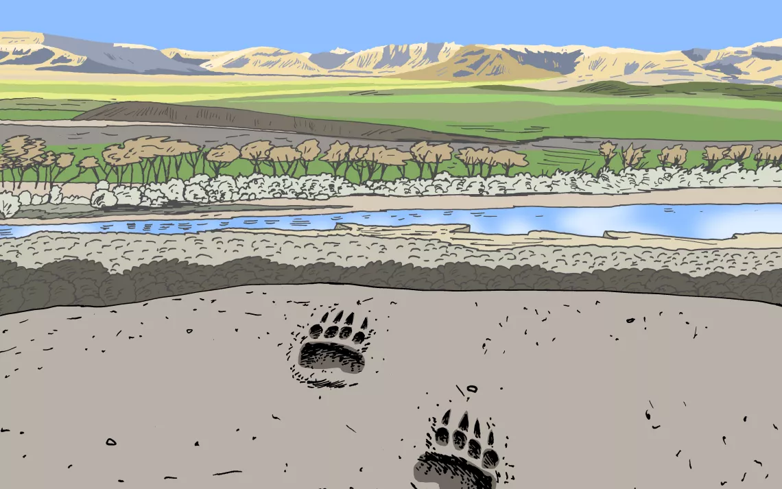 Illustration by Peter Arkle