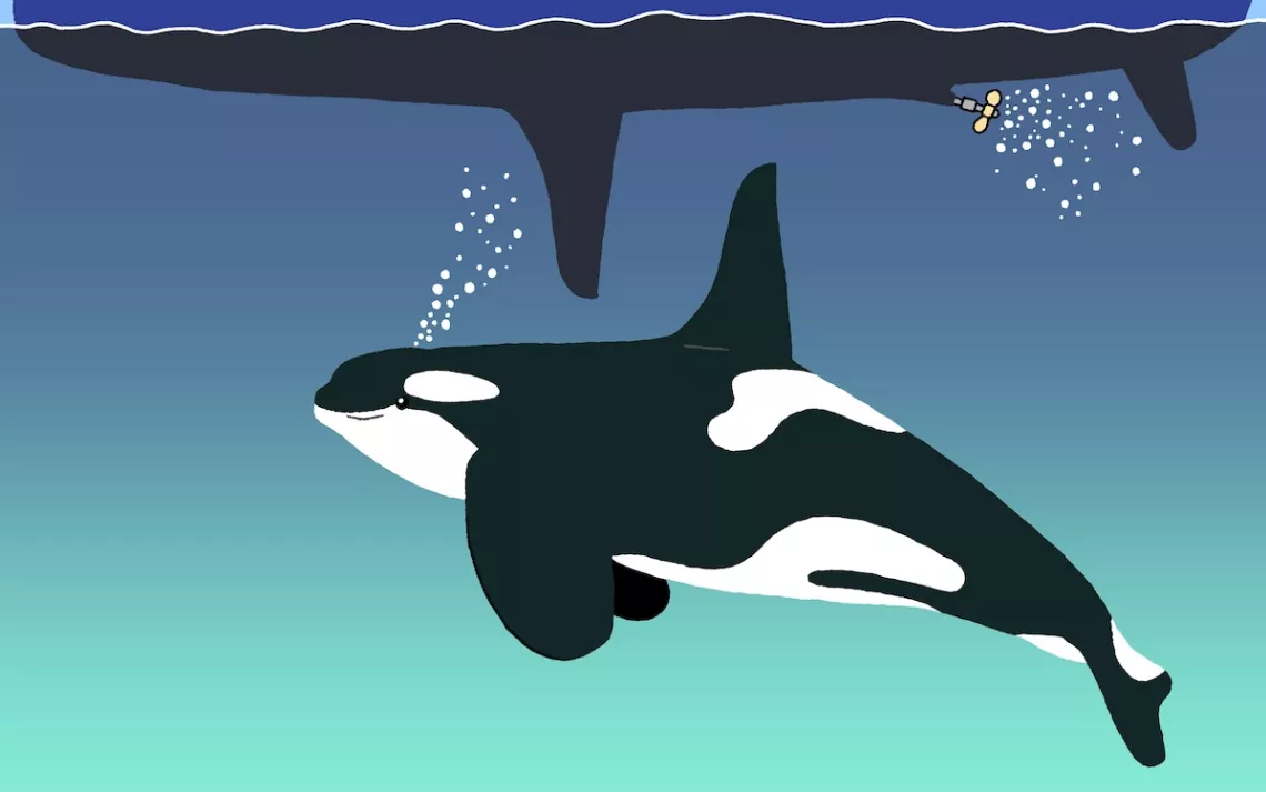 illustration of an orca