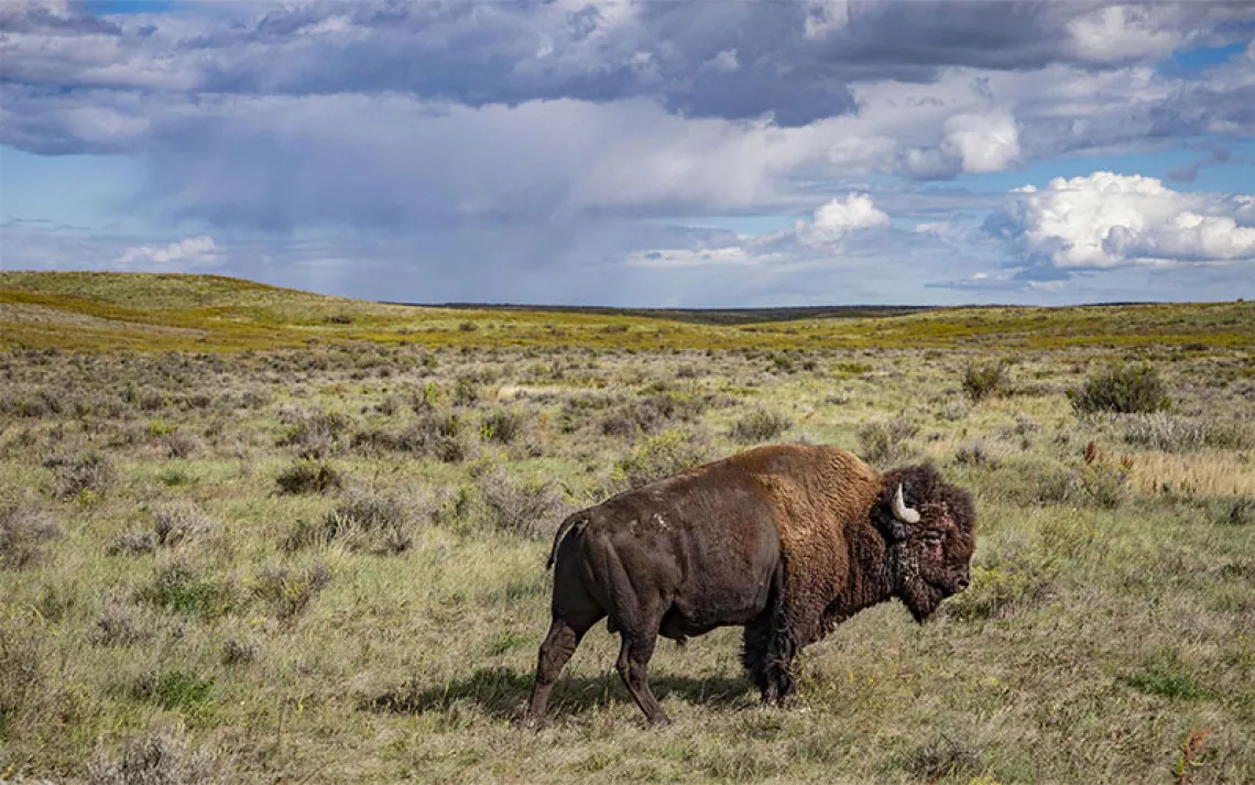 A bison stands in a prairie