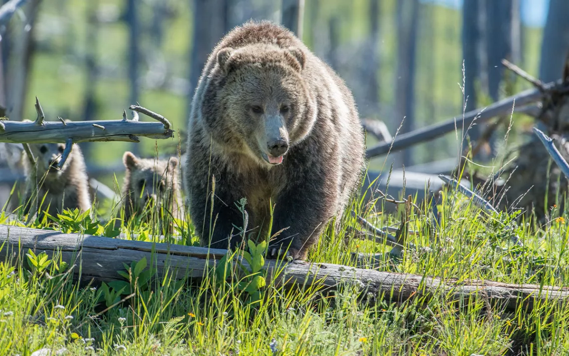 Grizzly bear with cubs in the wild