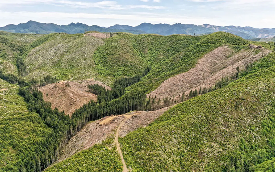 This logging involved nearly completing the clearcut logging of the Jetty Creek Drainage since just the year 2000, when the first clearcut was done.