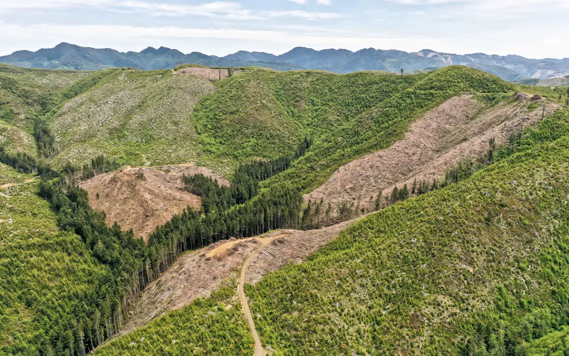 This logging involved nearly completing the clearcut logging of the Jetty Creek Drainage since just the year 2000, when the first clearcut was done. 