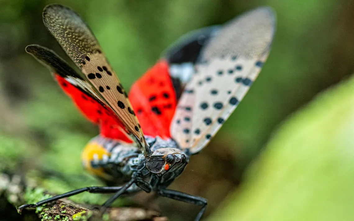 A close-up of a Spotted Lanternfly with its wing spread which shows the spots and the red color of its hind wings. 