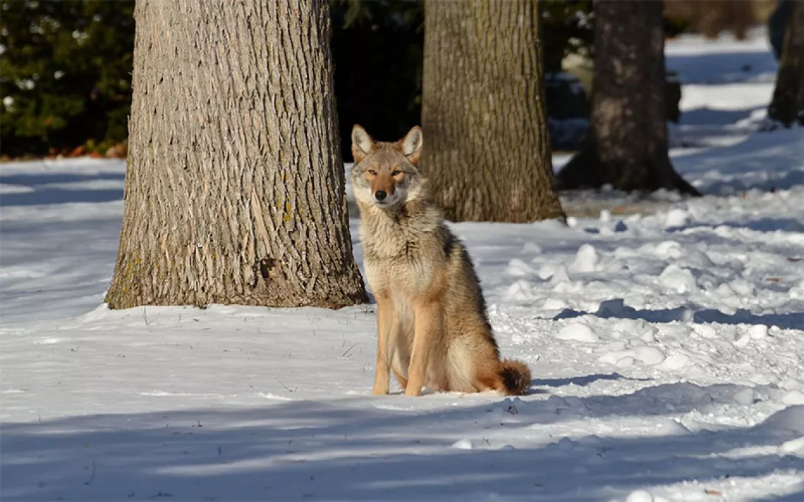 An eastern coyote sits in the snow.
