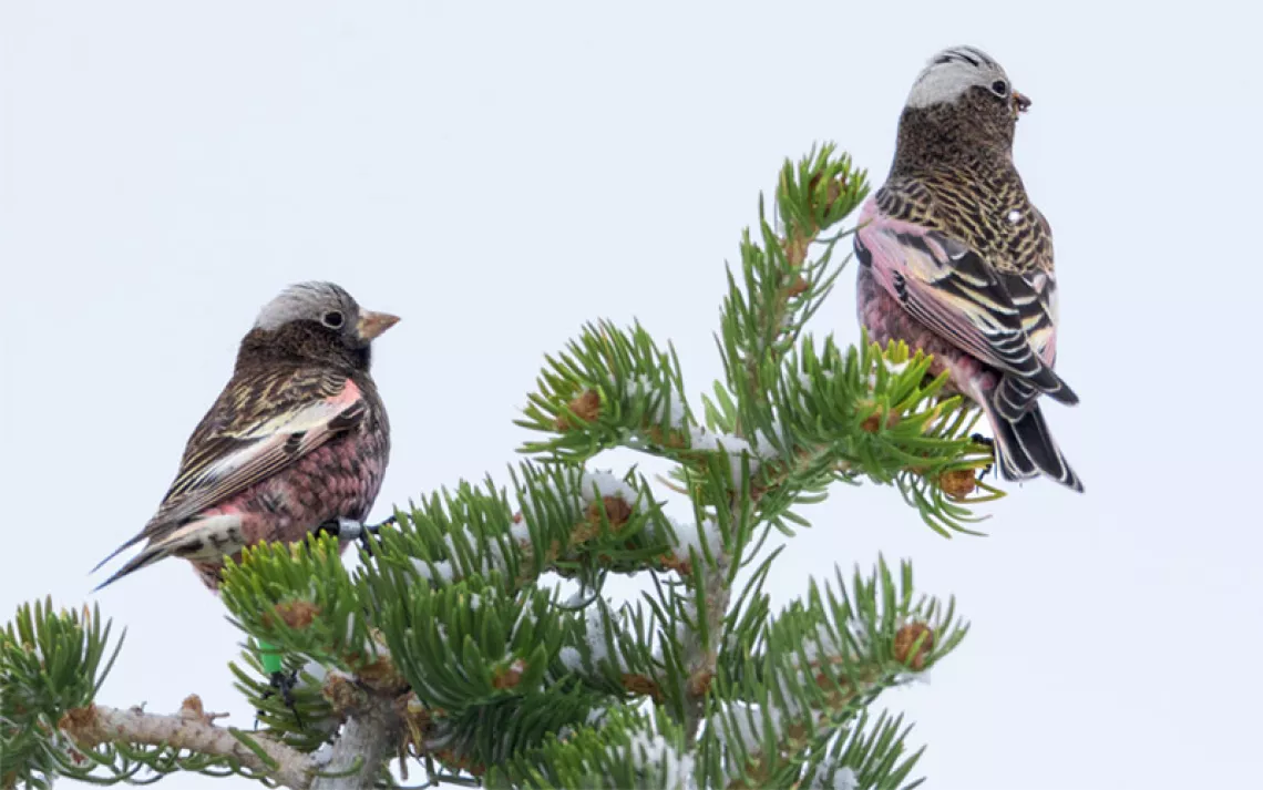 Two rosy-finches, with pink, gray, black, and white coloring, sit atop snow-covered branches