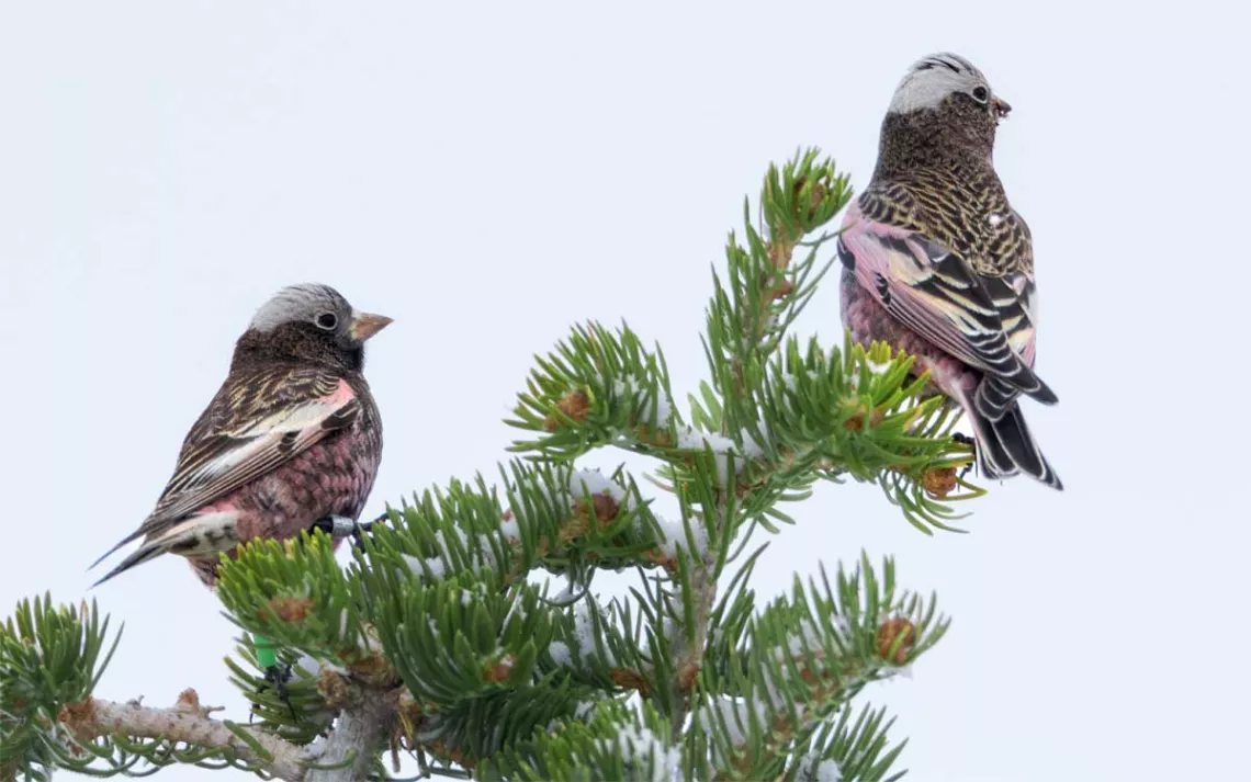 Two rosy-finches, with pink, gray, black, and white coloring, sit atop snow-covered branches