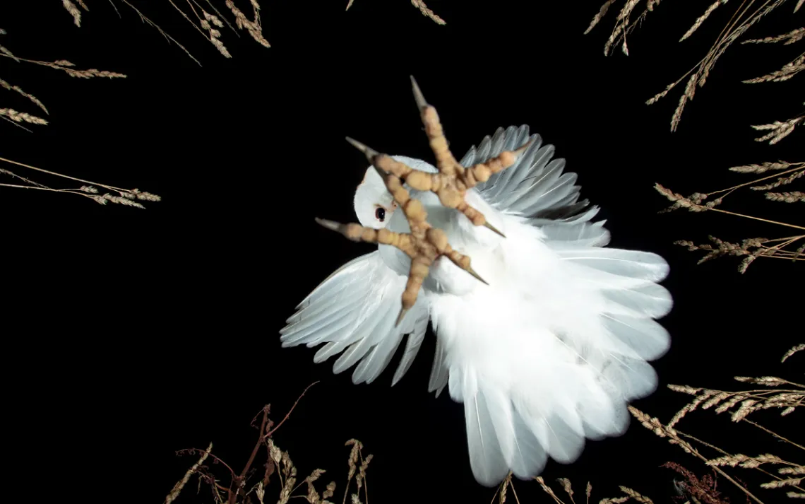 Nighttime photo of a white barn owl descending with its claws extended