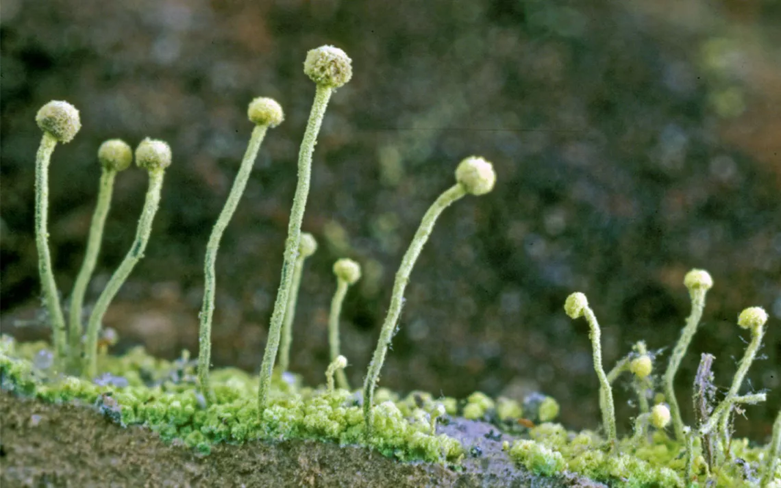 Sulphur stubble with long green stems and round tops