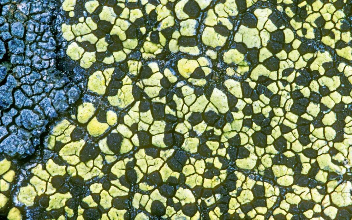 Ashy-colored, yellow, and black map lichen