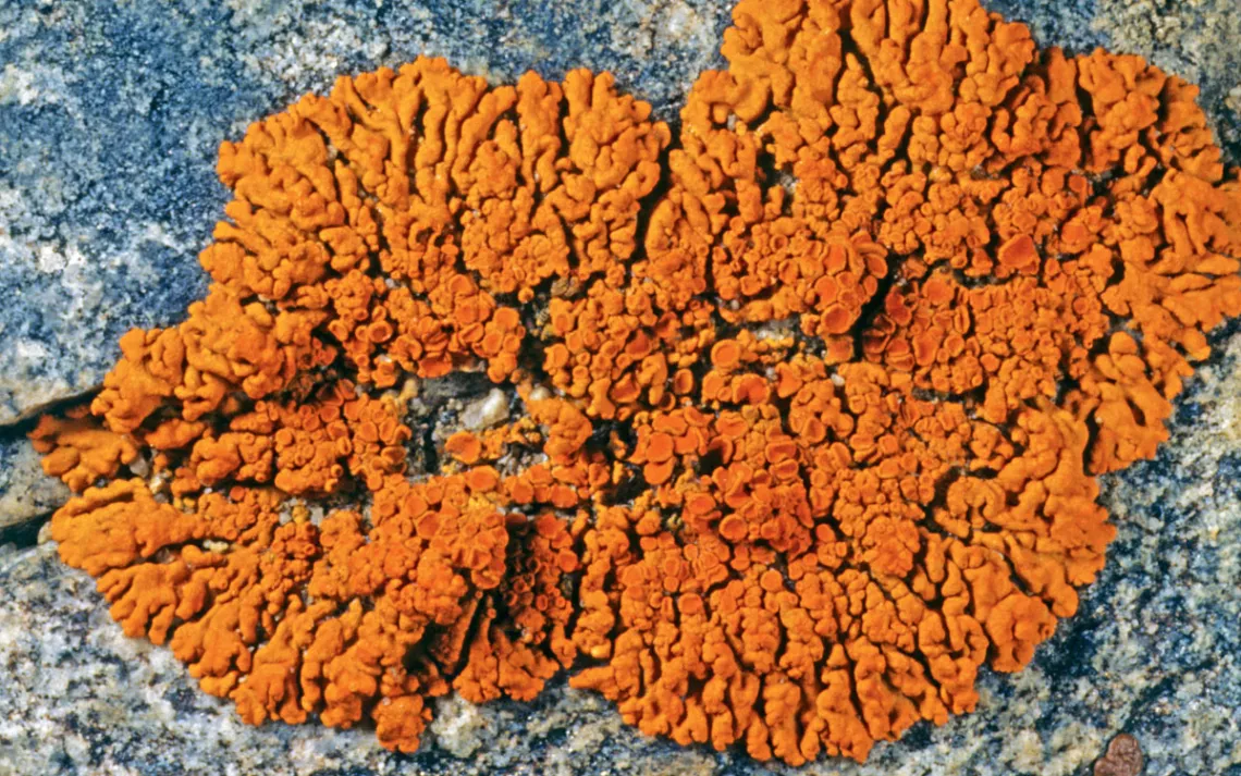 Bright-orange elegant sunburst