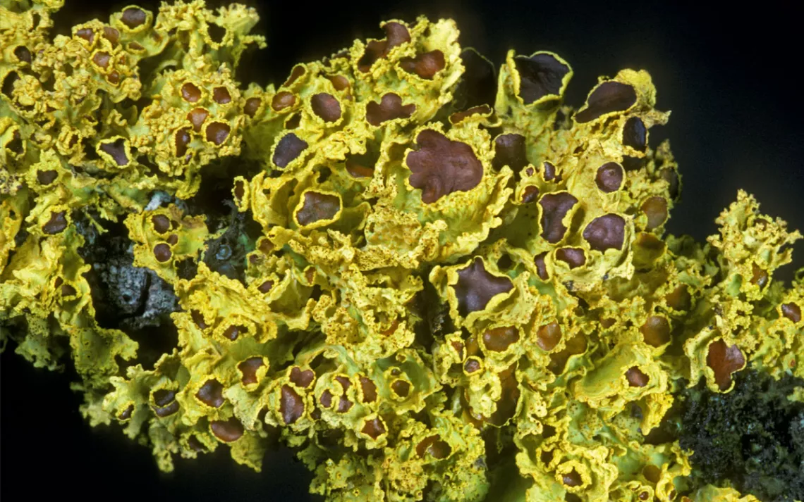 Yellow and brown leafy brown-eyed sunshine