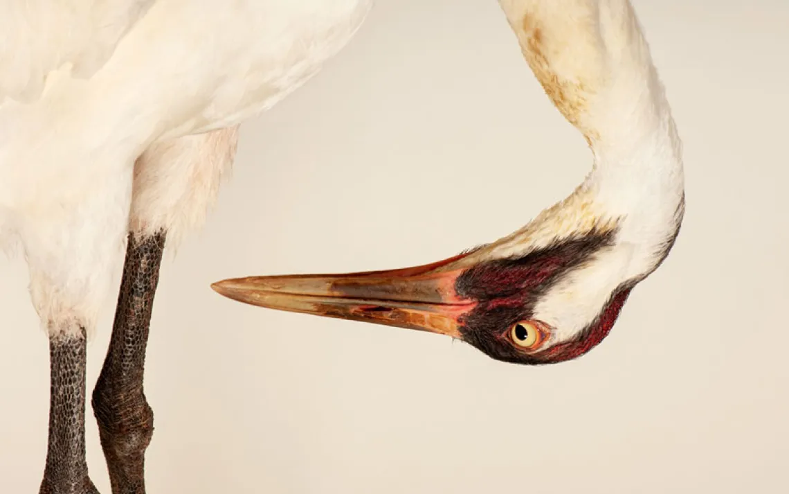 Close-up of a white whooping crane bending its neck toward its legs