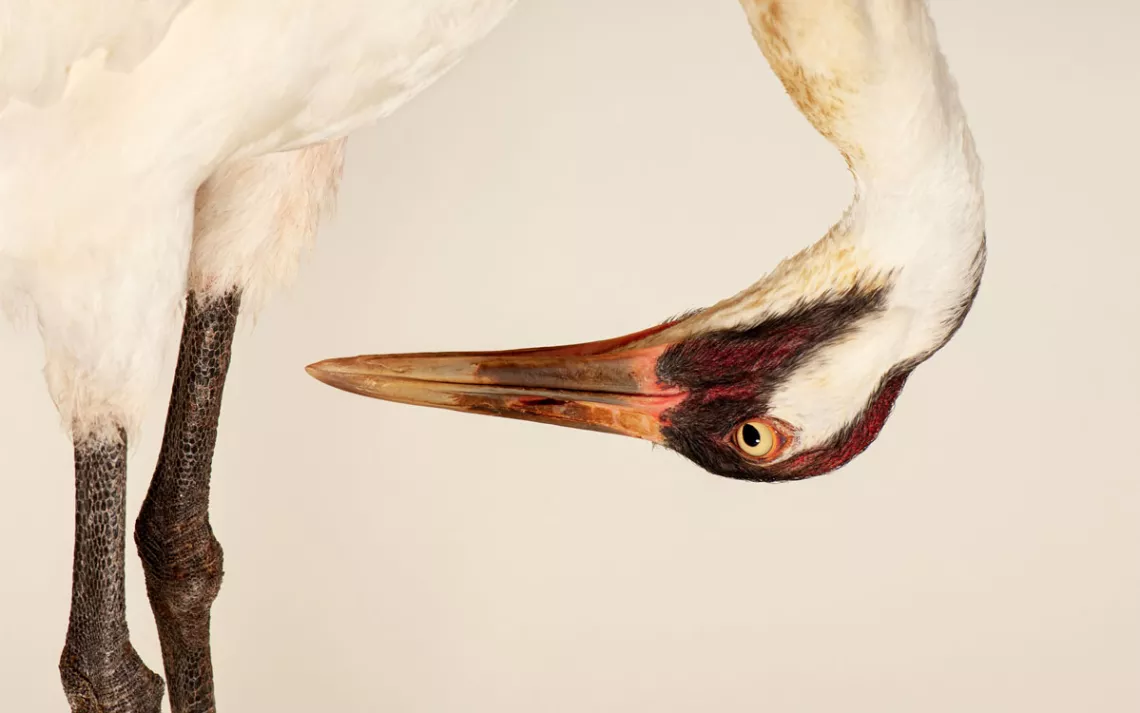 Close-up of a white whooping crane bending its neck toward its legs