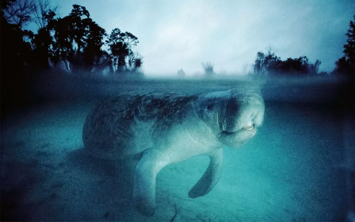 A split-level close-up photo of a Florida manatee underwater