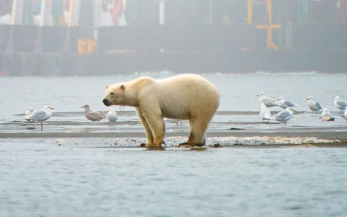 On a misty day, a polar bear and seagulls stand on a sandpit next to a barge that has "Sam M Taalak Barrow Alaska" painted on it.