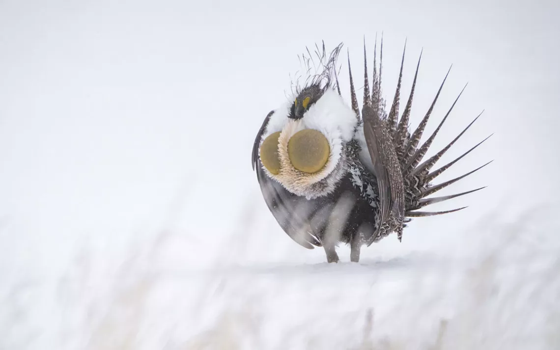 A male greater sage grouse displays his yellow air sacs on snow-covered ground in Wyoming.