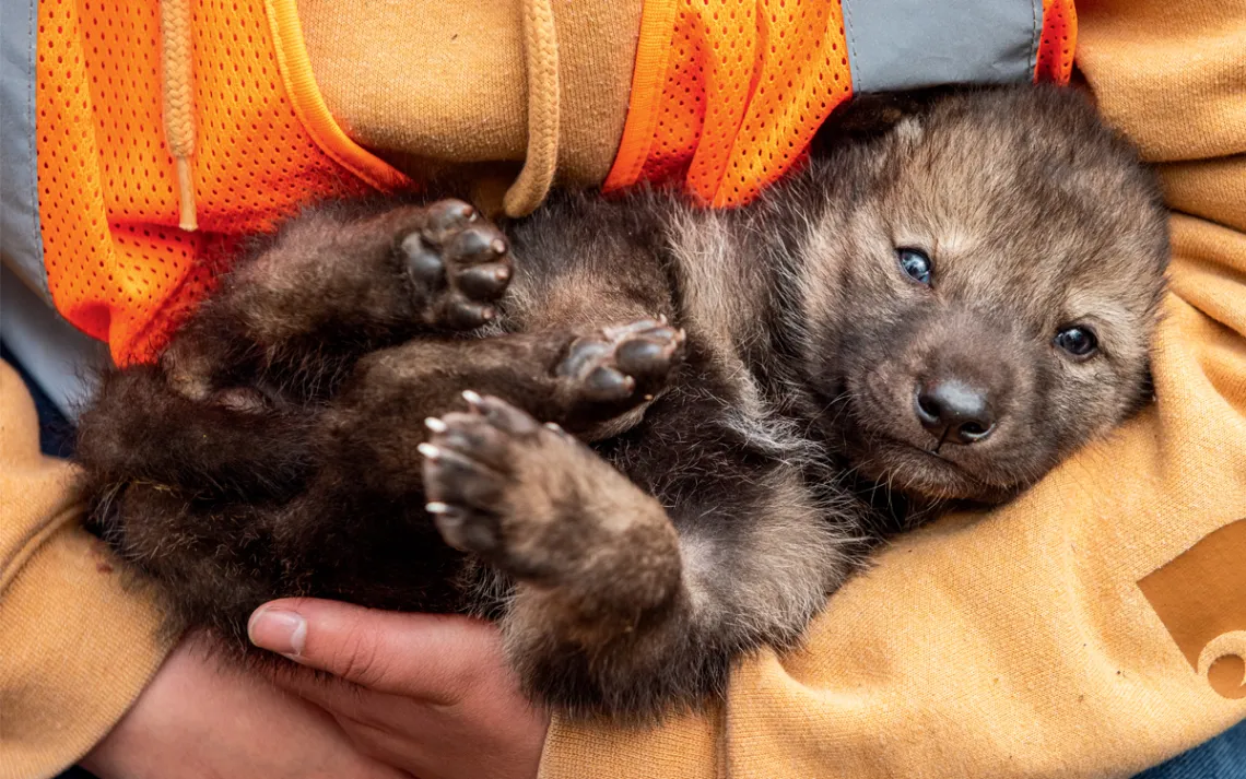 Someone wearing an orange sweatshirt and a safety vest cradles a gray wolf pup.