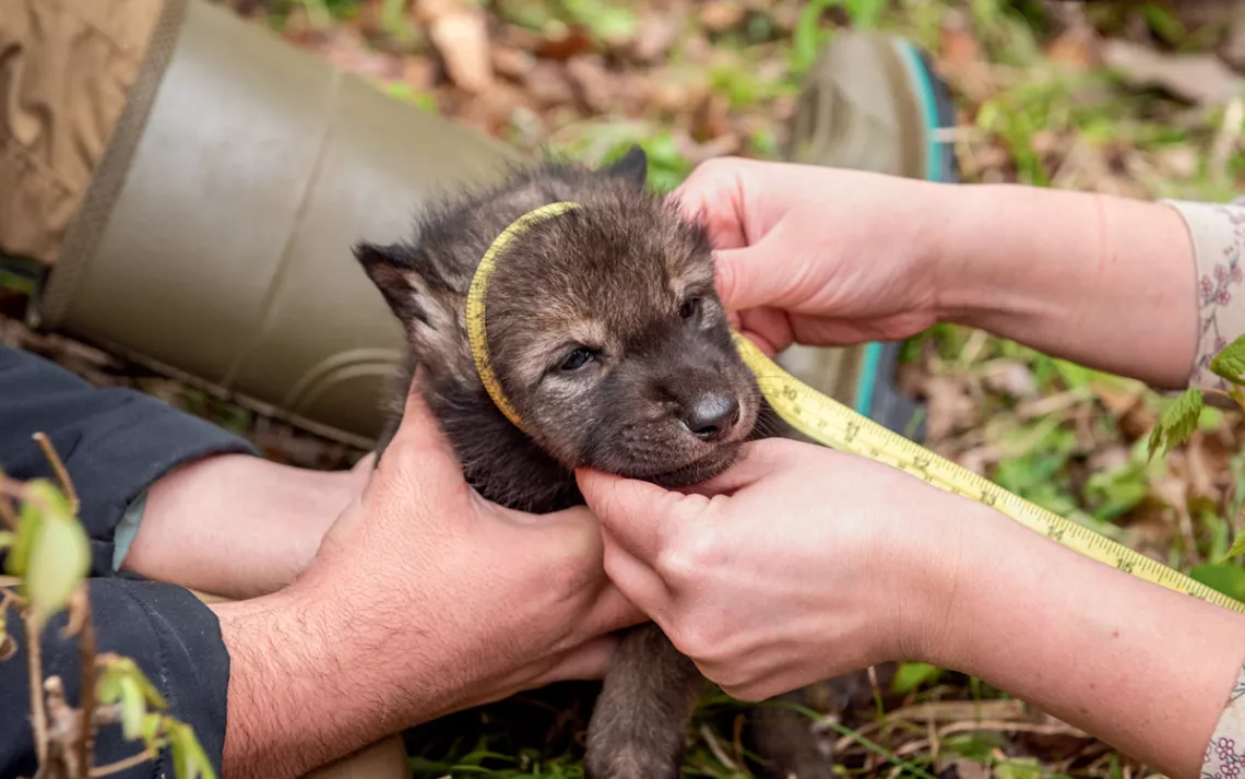 Two people hold a gray wolf pup and measure its head with a measuring tape.