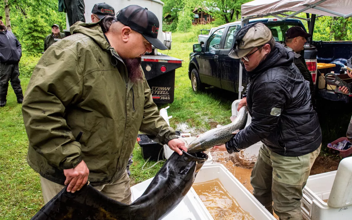 Jakob Hallett pulls a salmon from a white cooler and places it into a black bag held by Jason Mitchell.