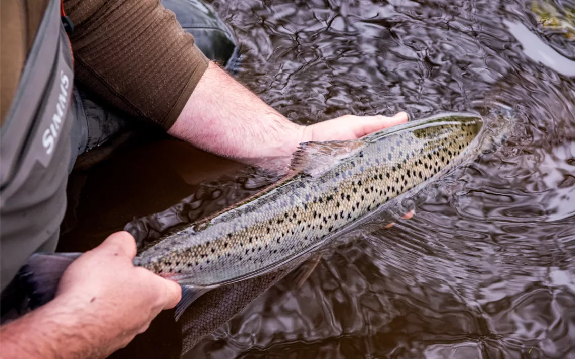 Close-up of a salmon being released into water