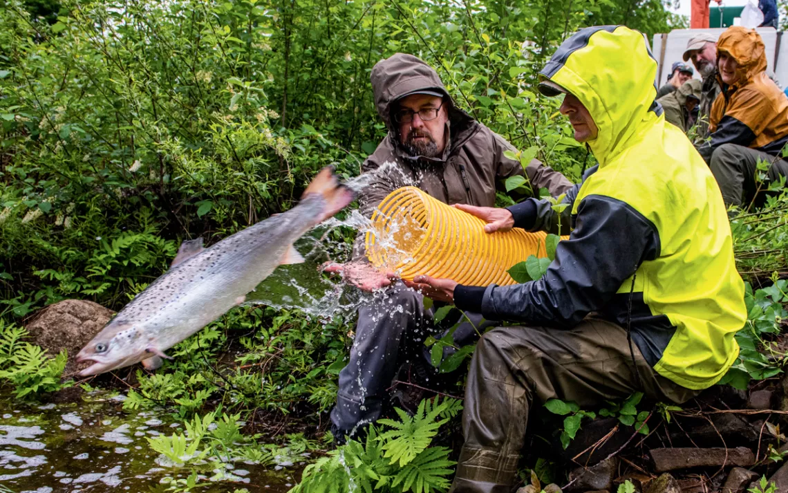 Seven people wearing rain jackets hold a long yellow hose as a salmon squirts out into a river