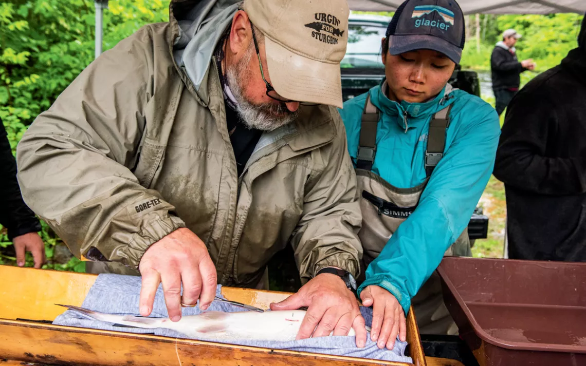 Carolyn Merriam helps hold down a salmon while Joseph Zydlewski implants a transmitter in its belly.