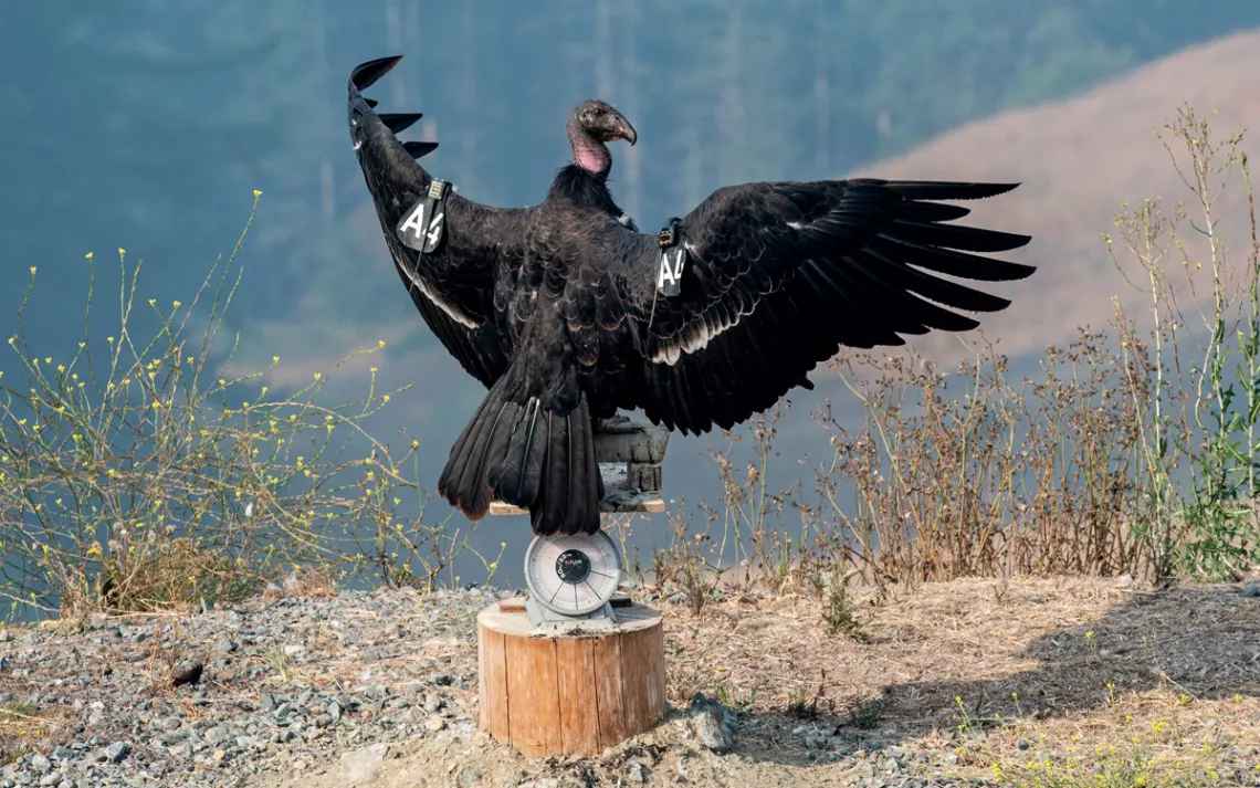 A black condor with two A4 tags stretches out its wings and stands atop a scale that's sitting on a wood stump.