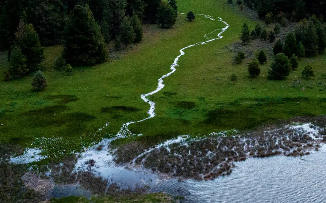 Aerial photo of a stream flowing from a forest into a reservoir with some white birds on the edge