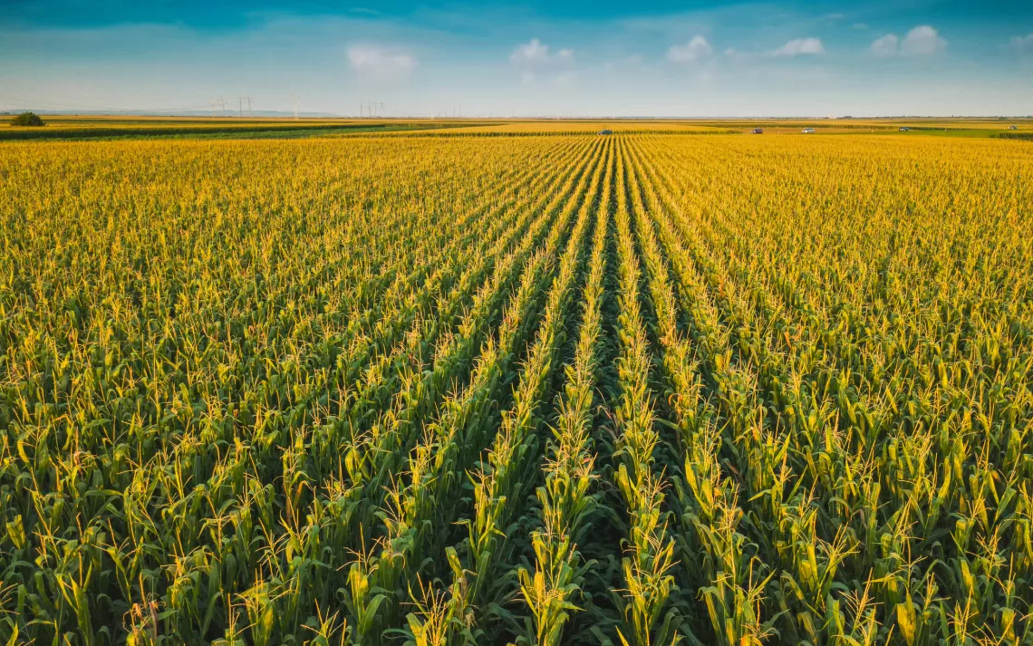 aerial view of cornfields