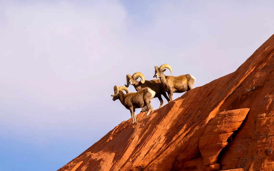 Big Horn Sheep