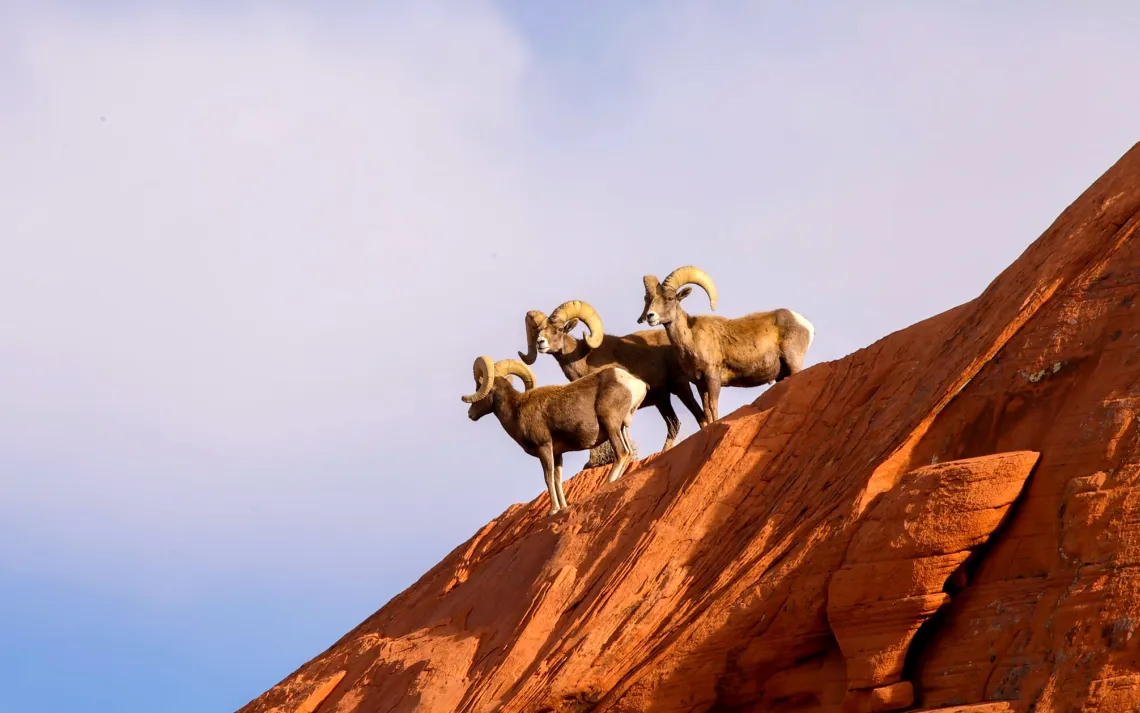 Big Horn Sheep