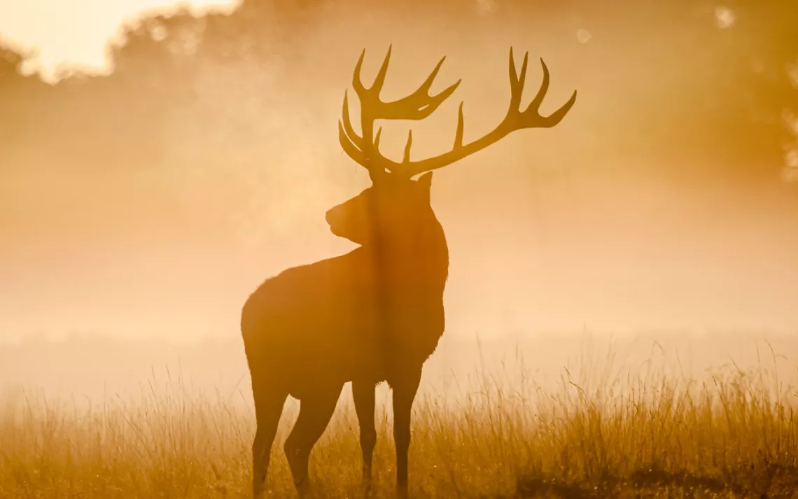 elk