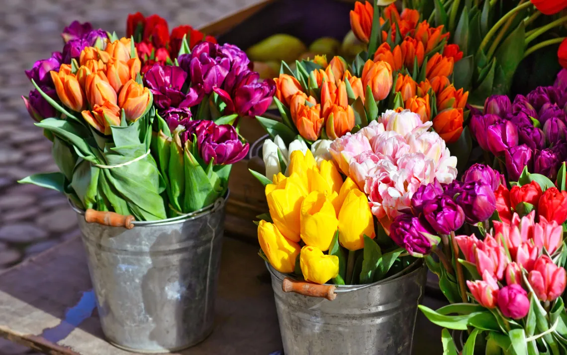 cut tulips