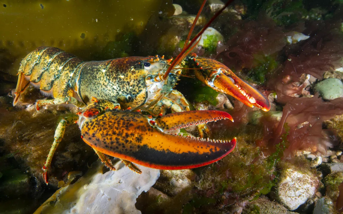 lobster