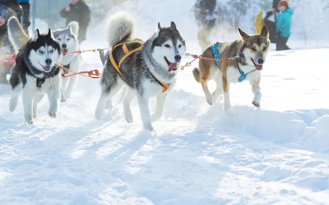 dogsledding
