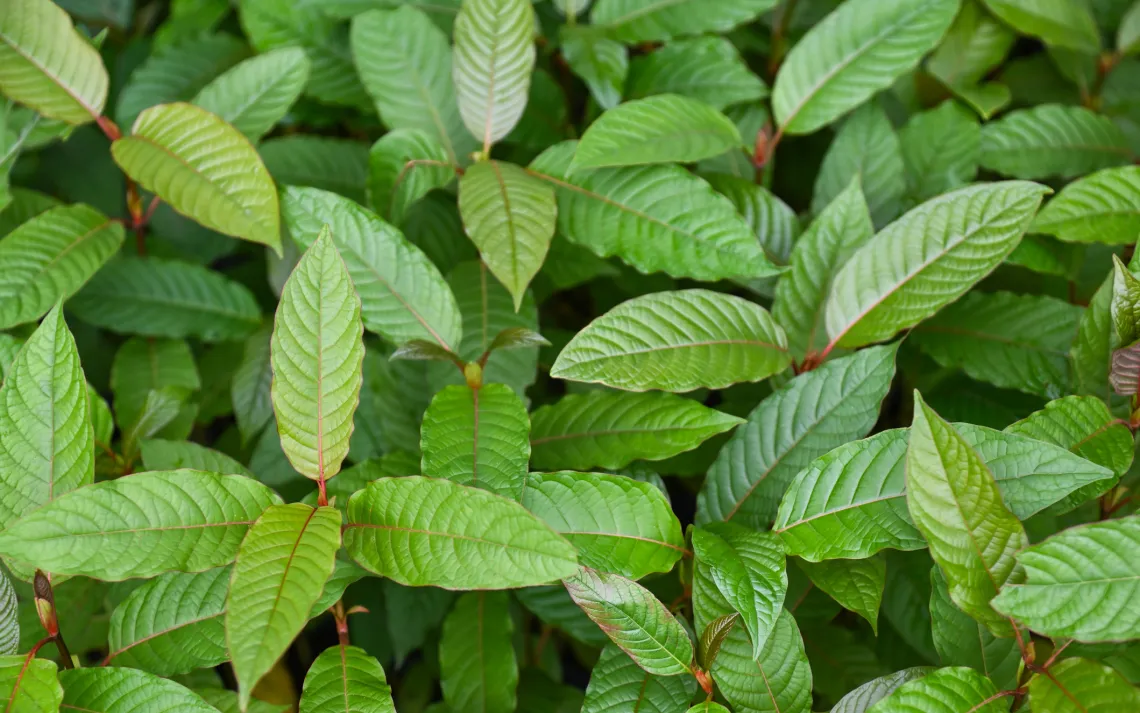 leaves