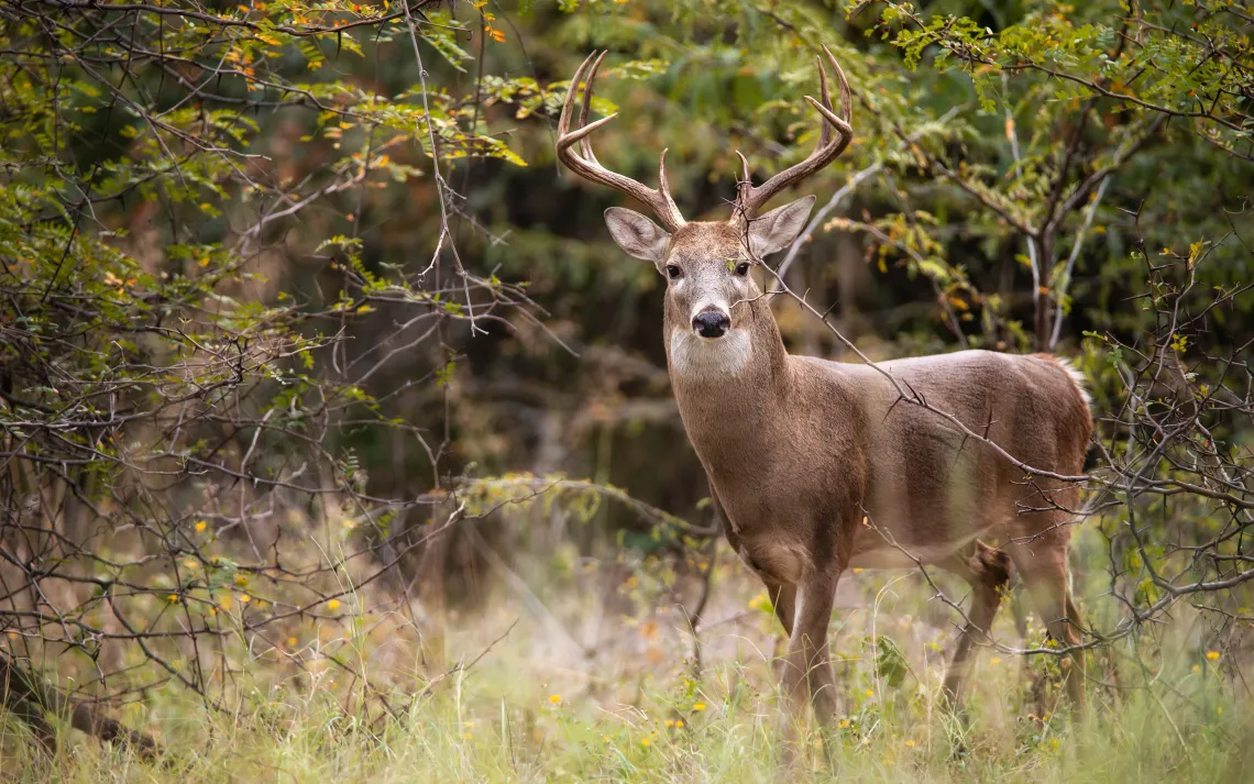 deer