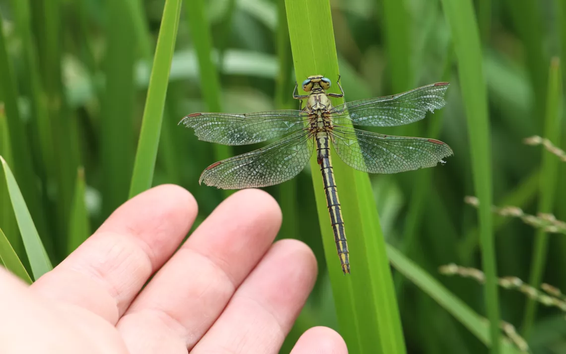 dragonfly