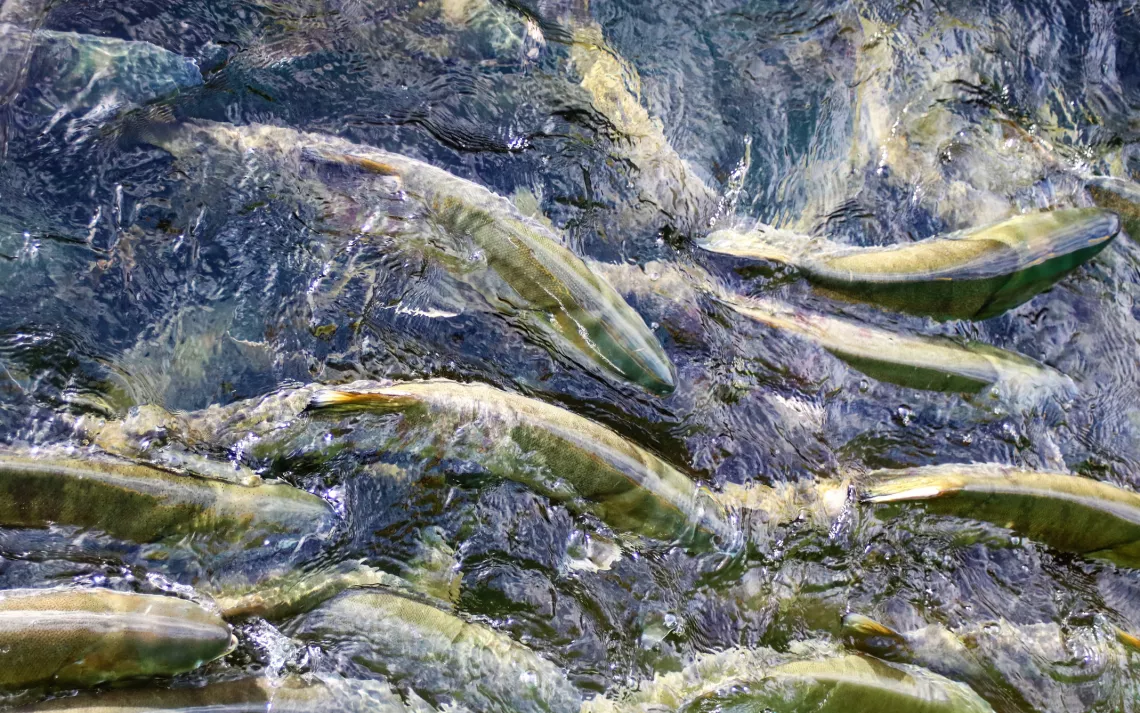 salmon