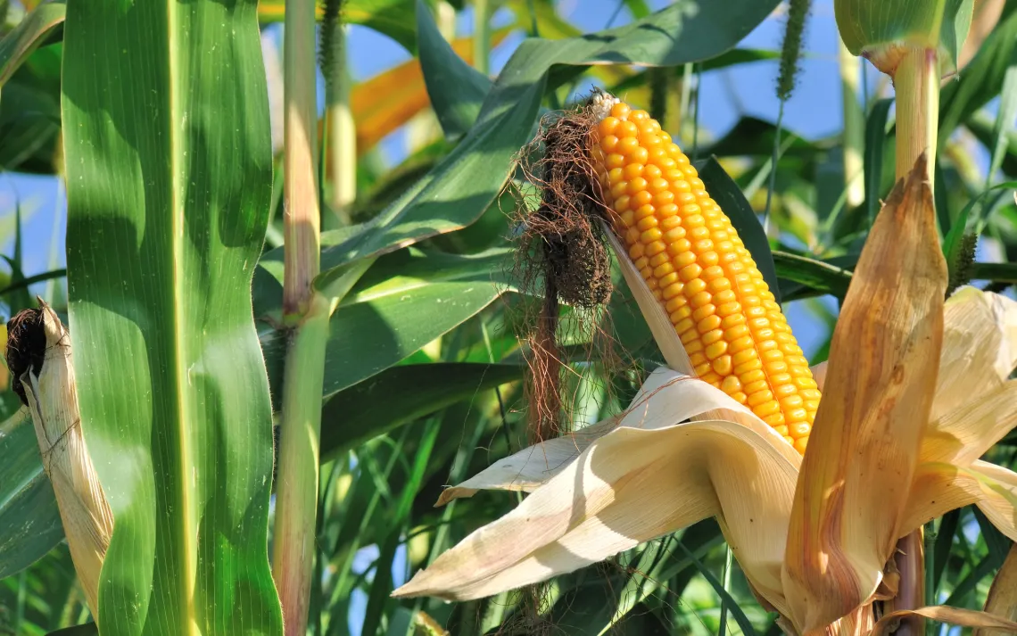 corn