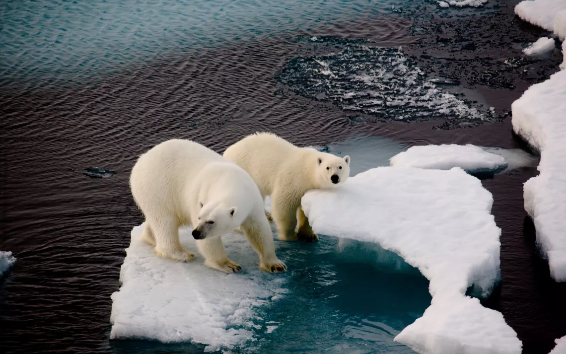 Polar bears on an ice floe