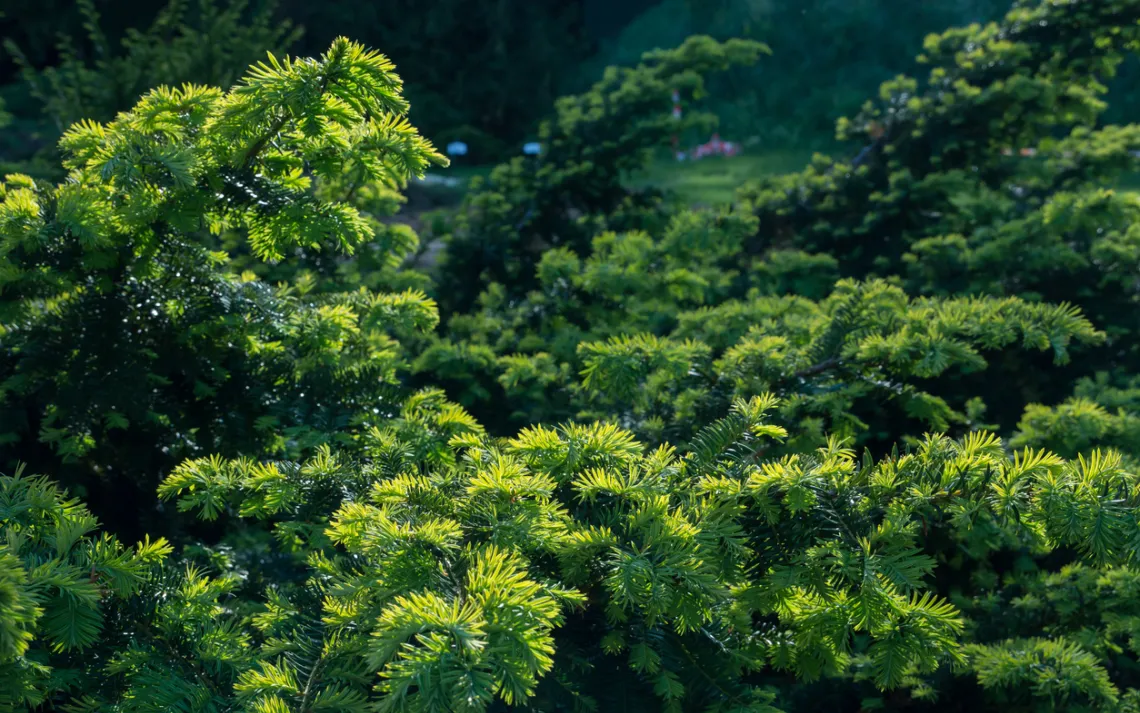 Eastern hemlock