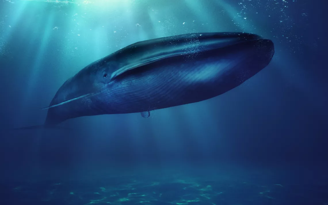 A killer whale swims with her calf