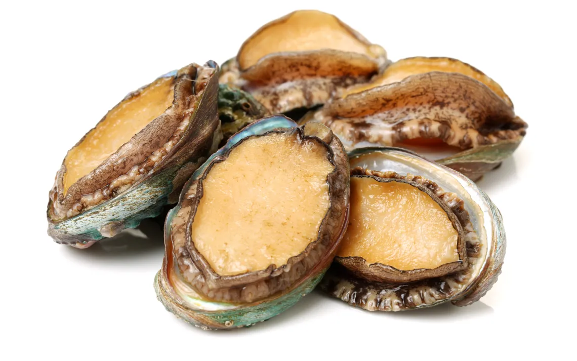 abalone