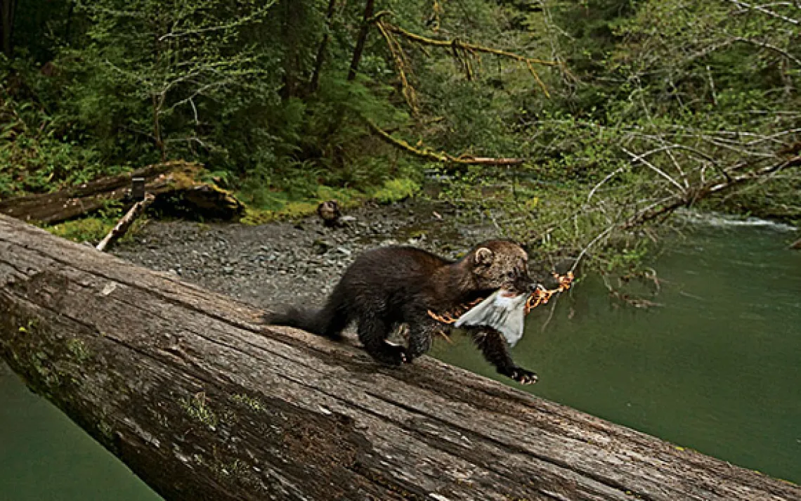 Pacific fisher