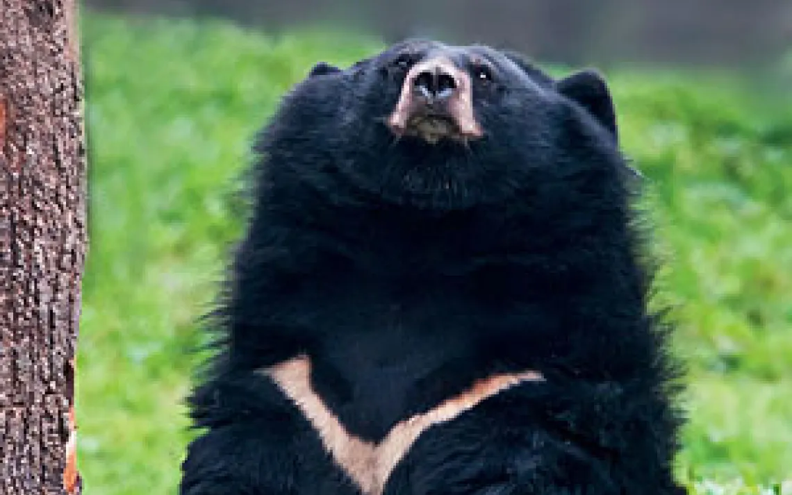 Moon bear