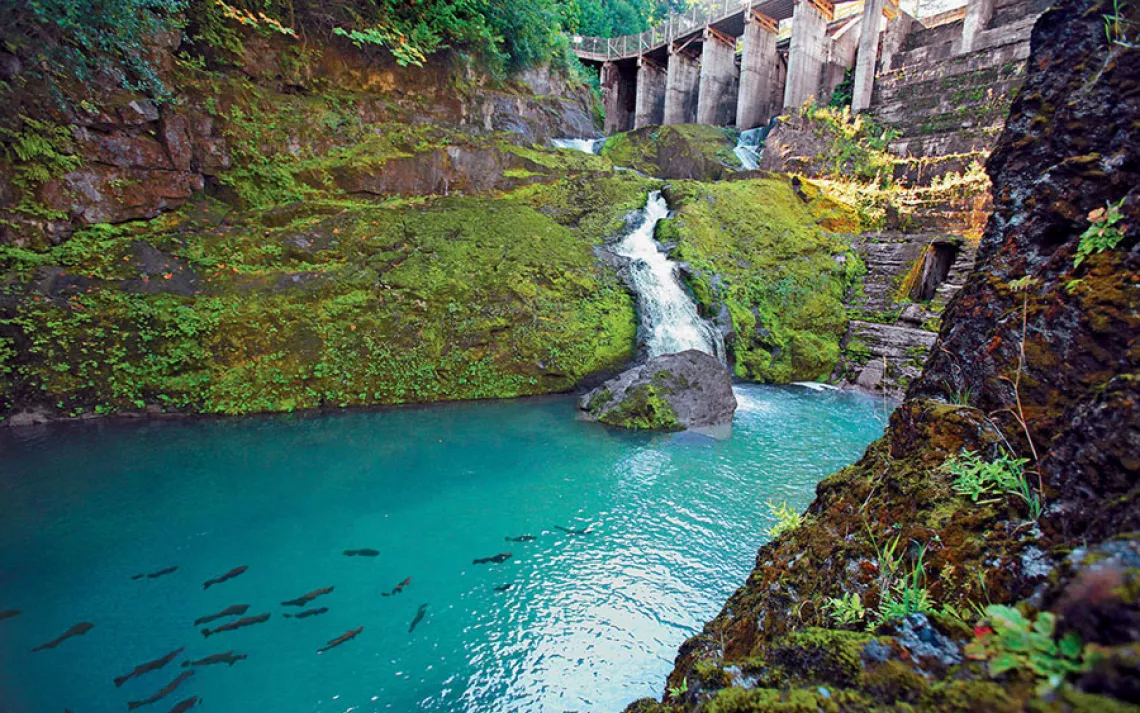 For more than a century, Washington's Elwha Dam blocked chinook salmon in the Elwha River from completing their spawning run upstream.