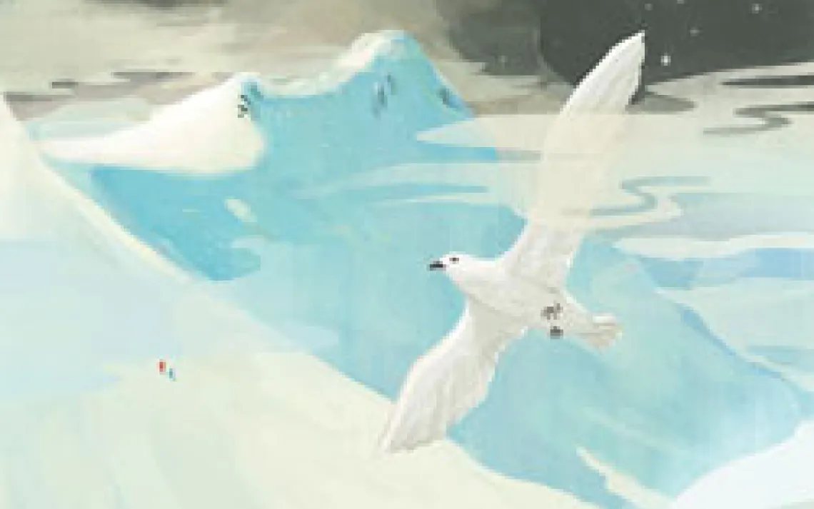 snow kestrel