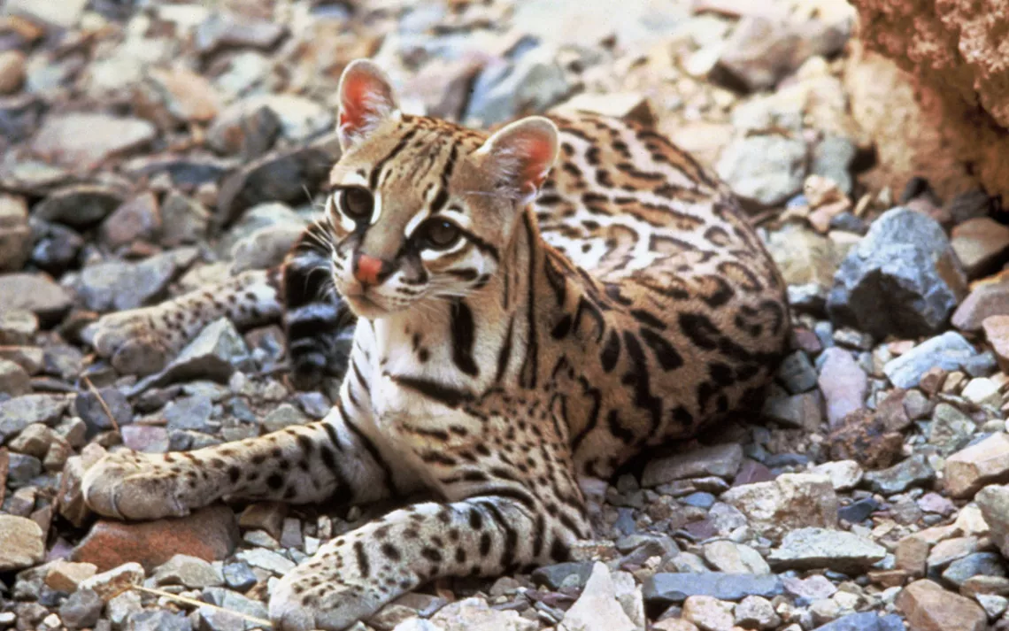 An ocelot lays on rocks in the shade